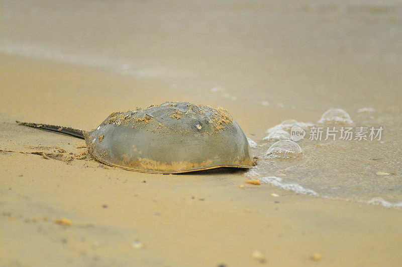 海滩上的马蹄蟹