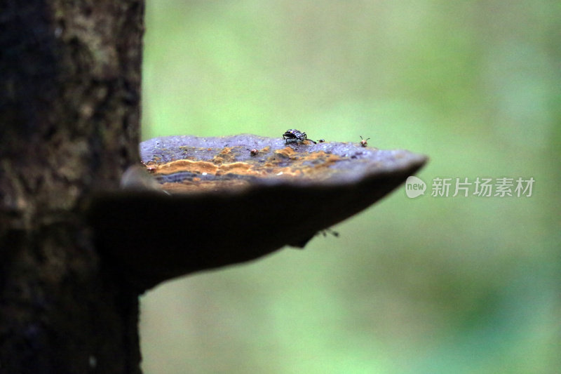 印度尼西亚:坎巴斯国家公园里的真菌