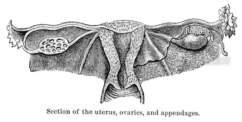 子宫、卵巢及附件剖面图