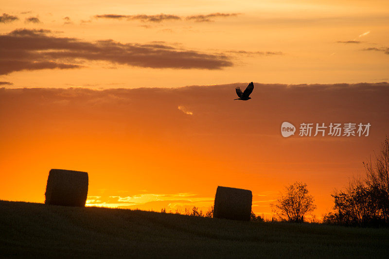 日落时分田野上的稻草捆和鹰
