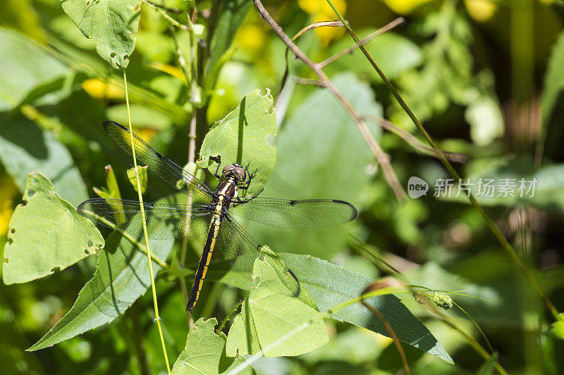 斑翅蜻蜓(雌性)在沼泽草地上休息