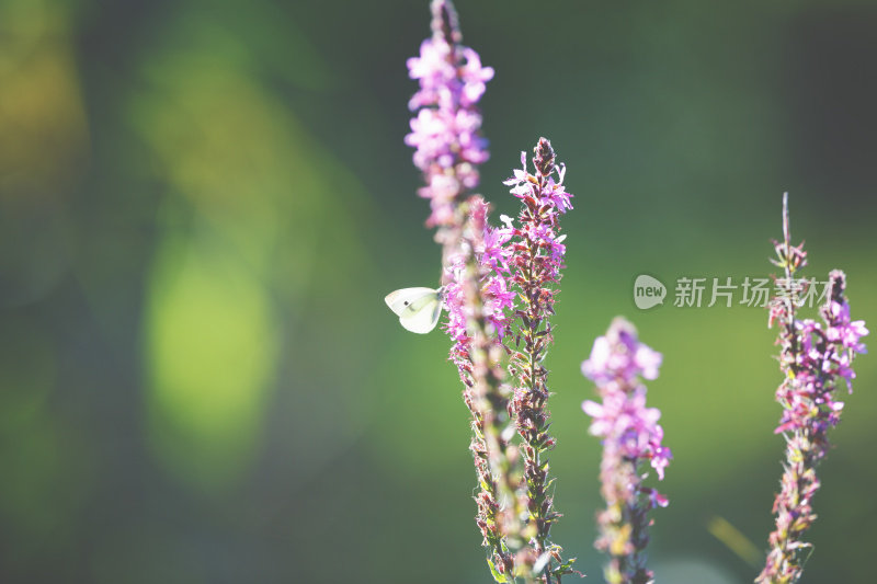 野花上的白蝴蝶