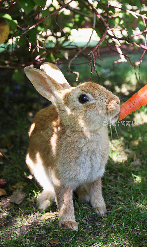 喂复活节兔子