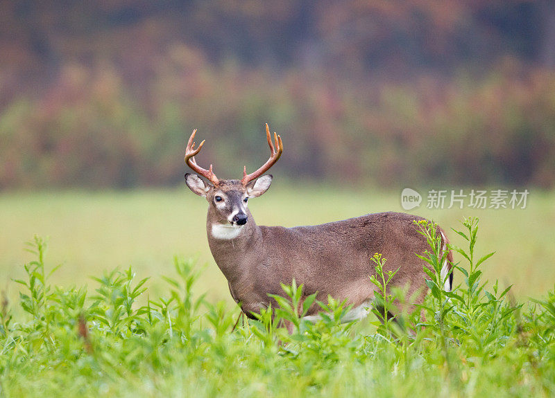 鹿巴克