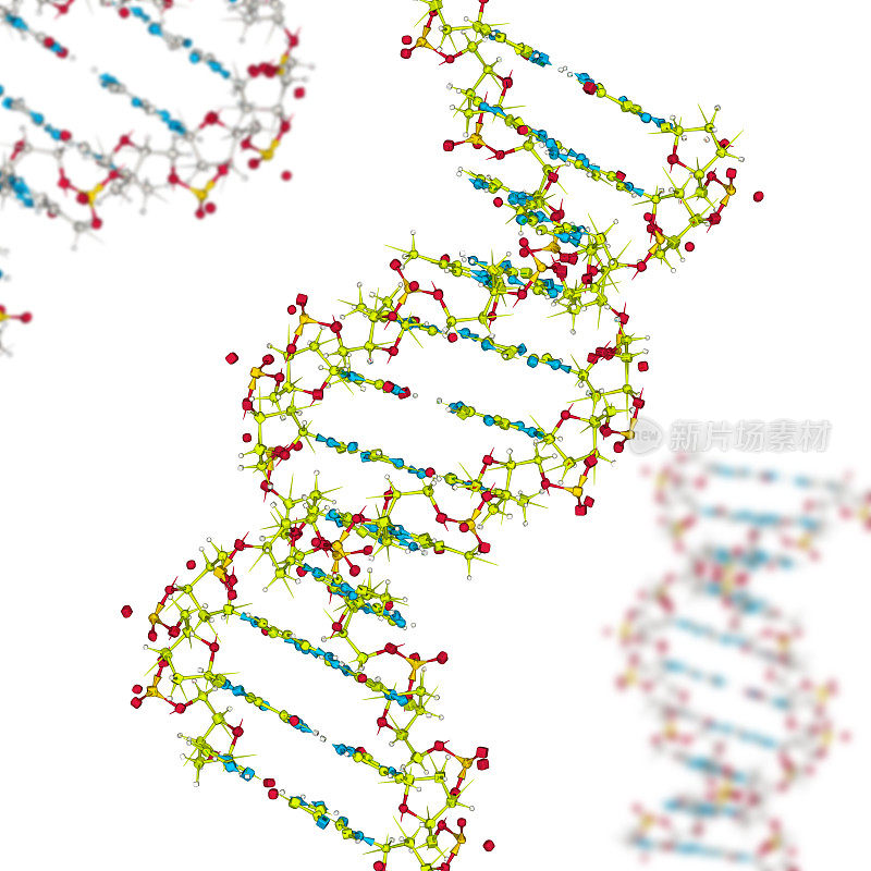 药物模型：DNA