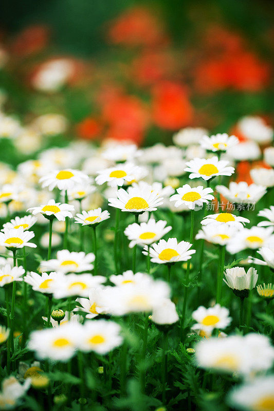 Oxeye雏菊的春天背景