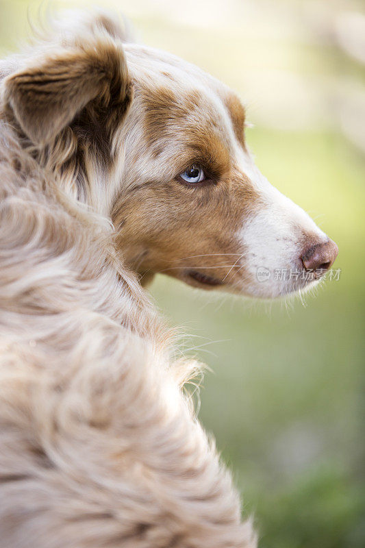 红山鸟色澳大利亚牧羊犬简介