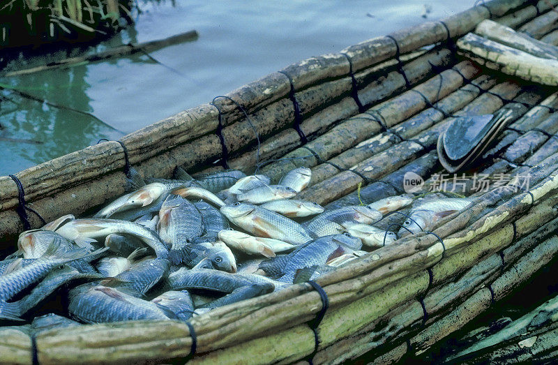 肯尼亚巴林戈湖的罗非鱼