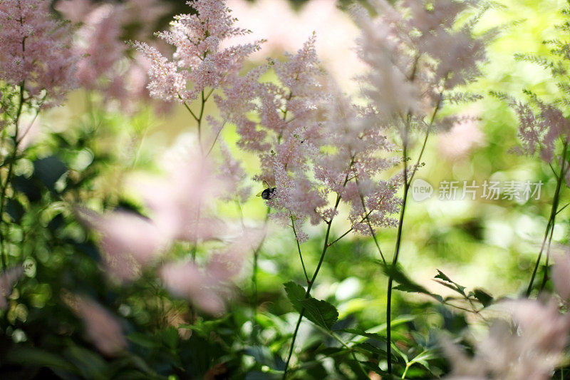 粉色Astilbe