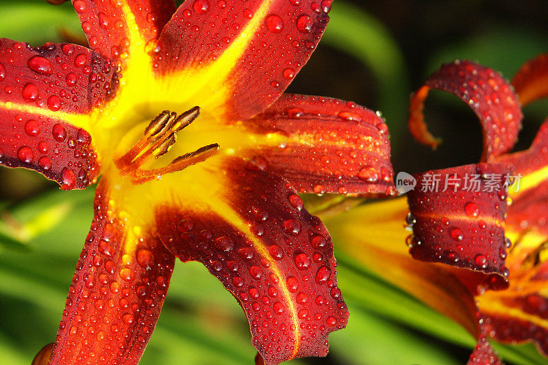 一场雨后的黄花菜