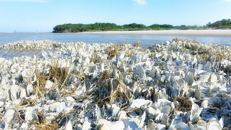 公共南卡罗来纳海滩海岸，蛤，牡蛎壳床