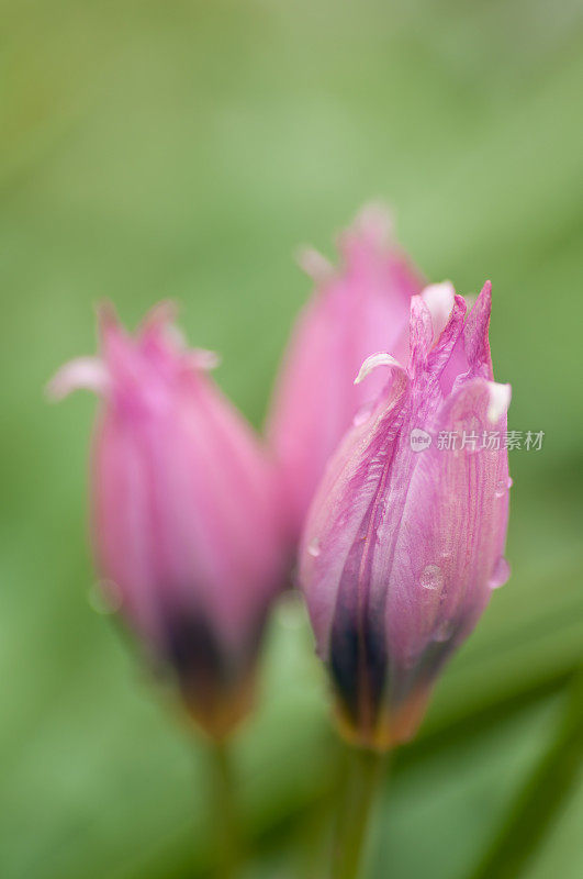 粉红色的郁金香花蕾带有水滴