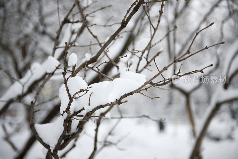 白雪皑皑的树枝