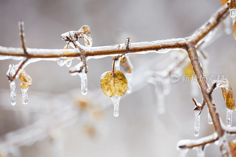 这是冬日里被冰雪覆盖的枯萎树枝的特写