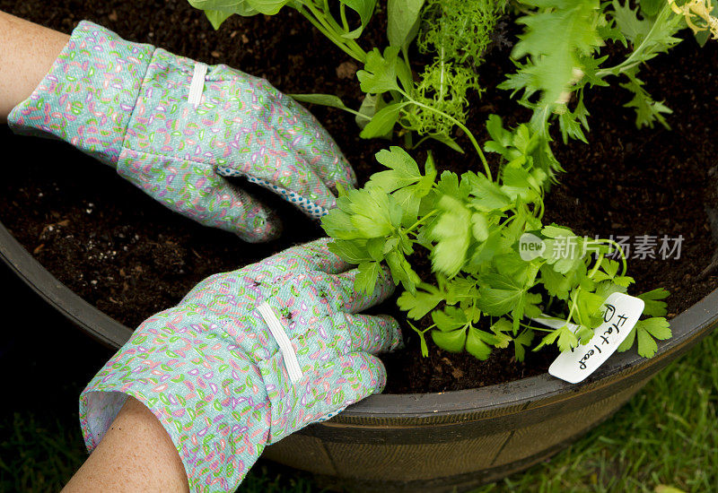 种植一个装满沙拉蔬菜和香草的容器花园