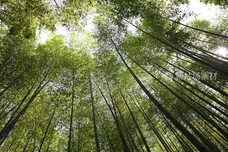 日本京都竹林春日清晨