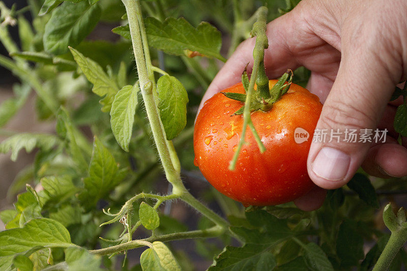 一个男人采摘红色番茄的特写镜头