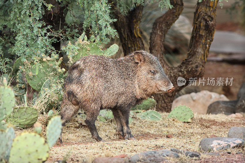 颈peccaryjavelina雄性觅食