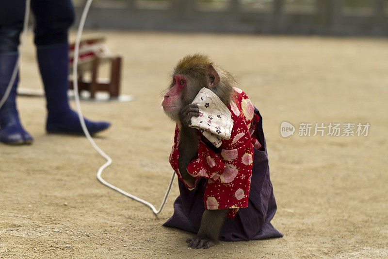 穿着衣服的猴子表演