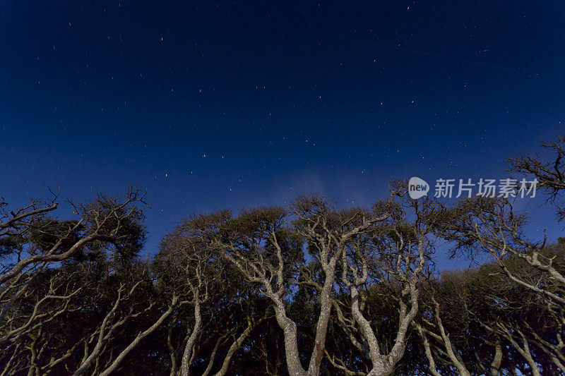 夜晚月光照耀下的树木可以达到星星的高度