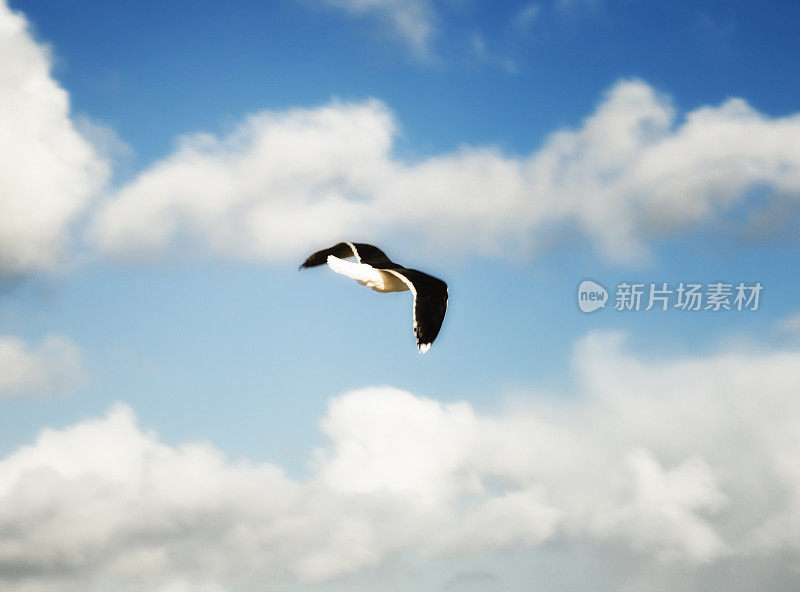 海鸥在蓝天上飞翔