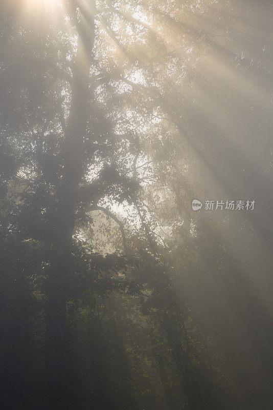 阳光透过森林中的晨雾