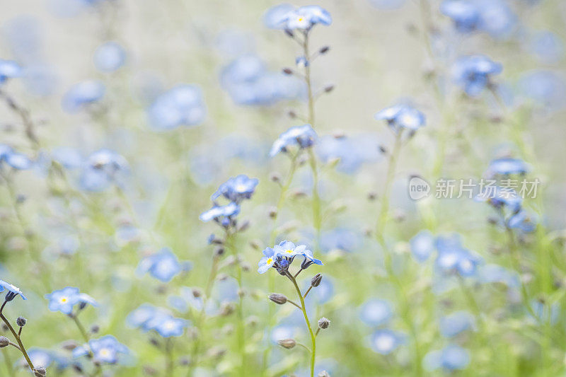 淡蓝勿忘我花的散焦背景