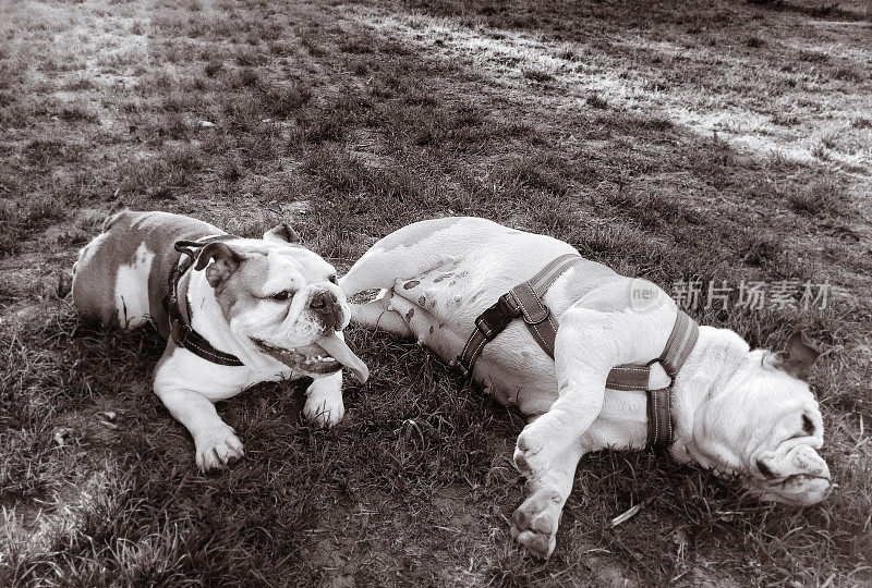 两只斗牛犬在公园里休息