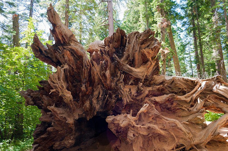 古老的巨型红杉，约塞米蒂，加利福尼亚州