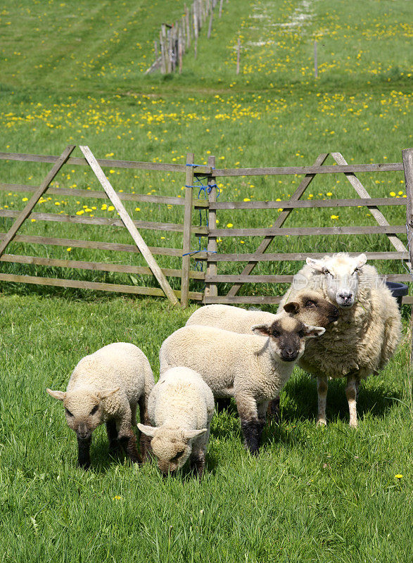 Mothersheep和羊羔