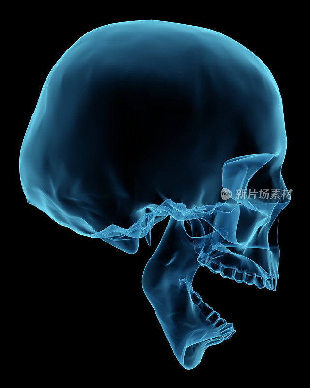 3D渲染就像x射线的人类头骨