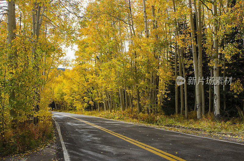 穿越科罗拉多落基山脉的白杨树的道路