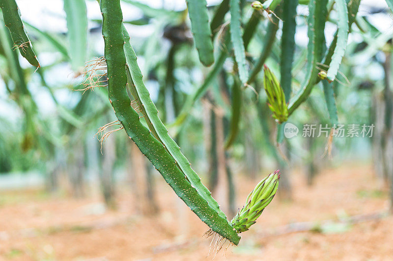 火龙果花蕾绽放，火龙果在温室里绽放