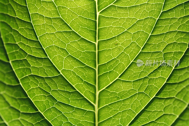 绣球花的叶子