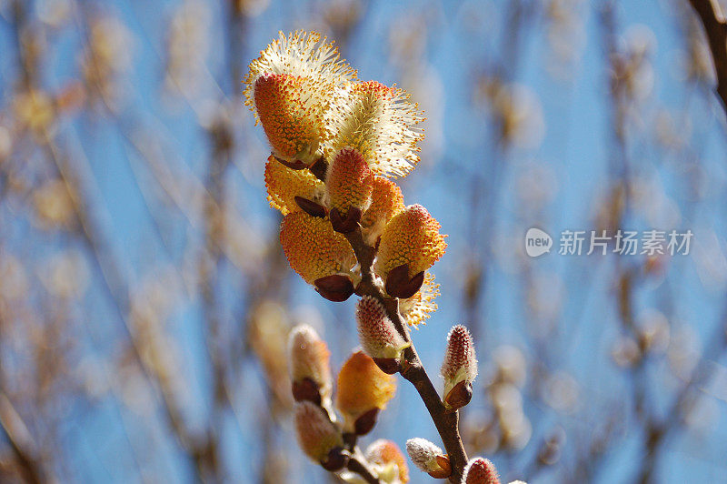 柳树发芽