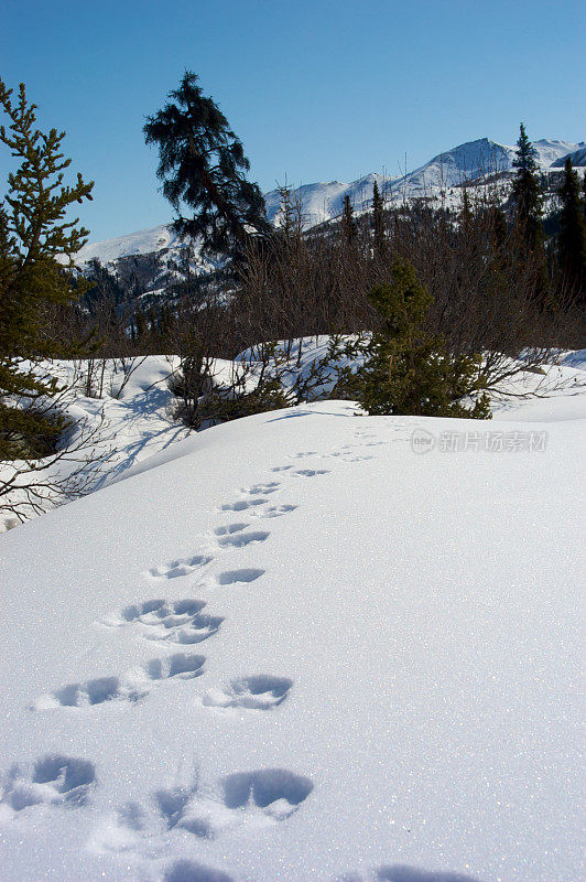 雪地上的山猫足迹