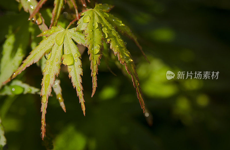 阳光照在日本枫树上