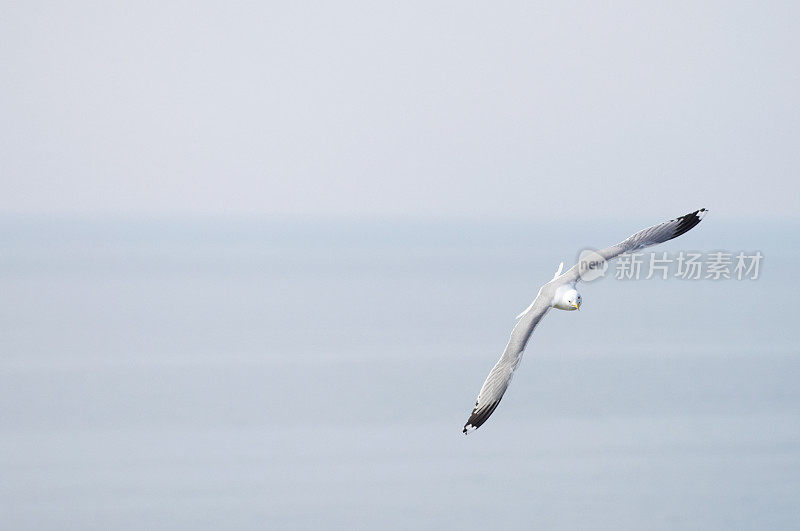 飞翔的海鸥