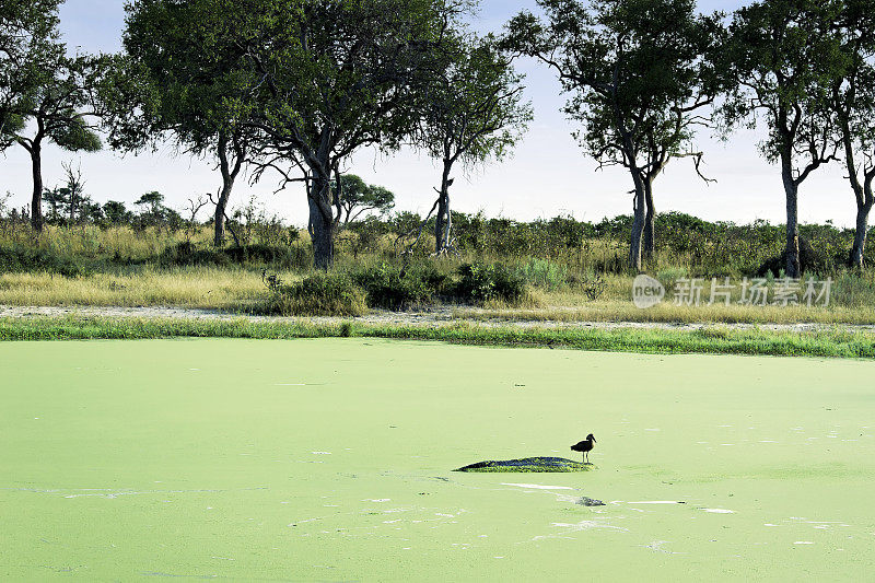 美丽的风景，双髻鲨坐在河马的头顶上，绿色的水池充满了浮萍，博茨瓦纳