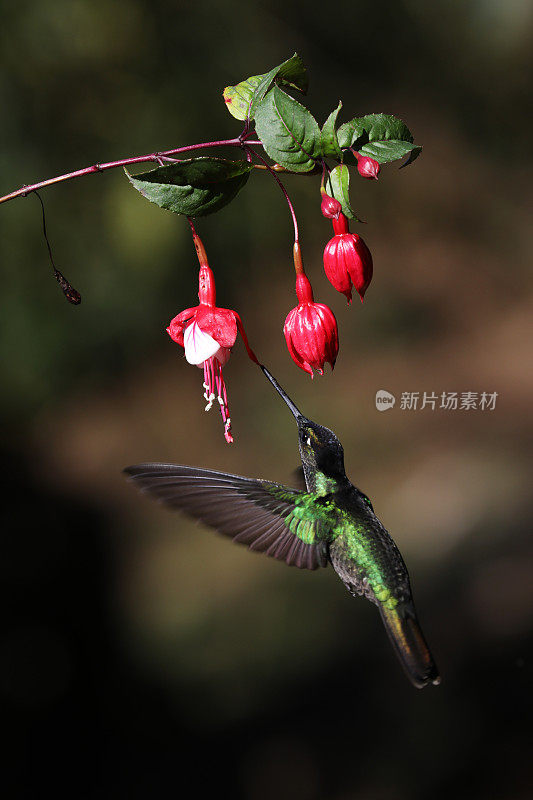 蜂鸟