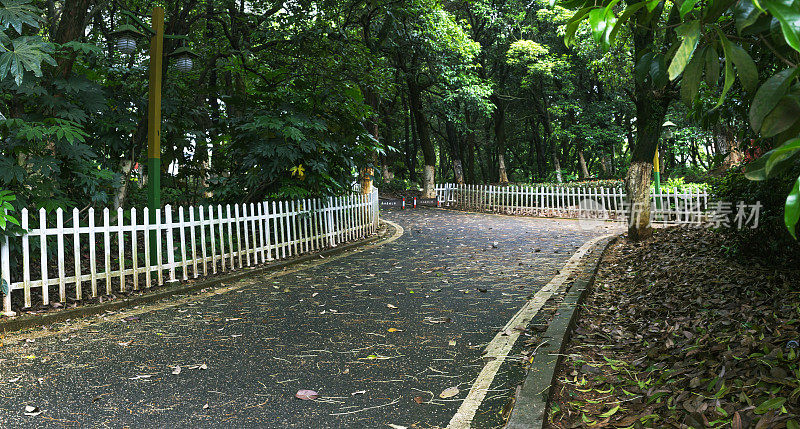 柏油路和树木