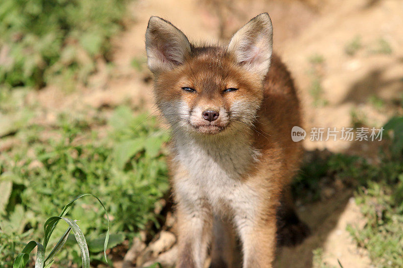 春天意味着小狐狸