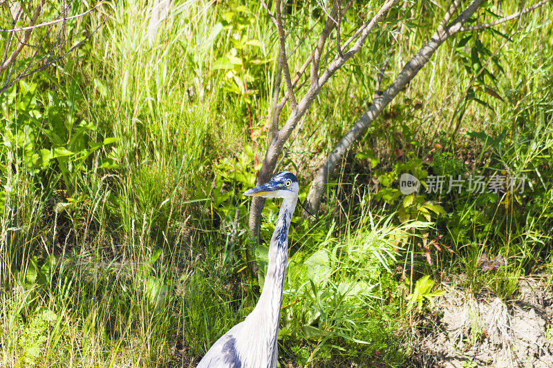 小溪里的大蓝鹭。安大略省西南部