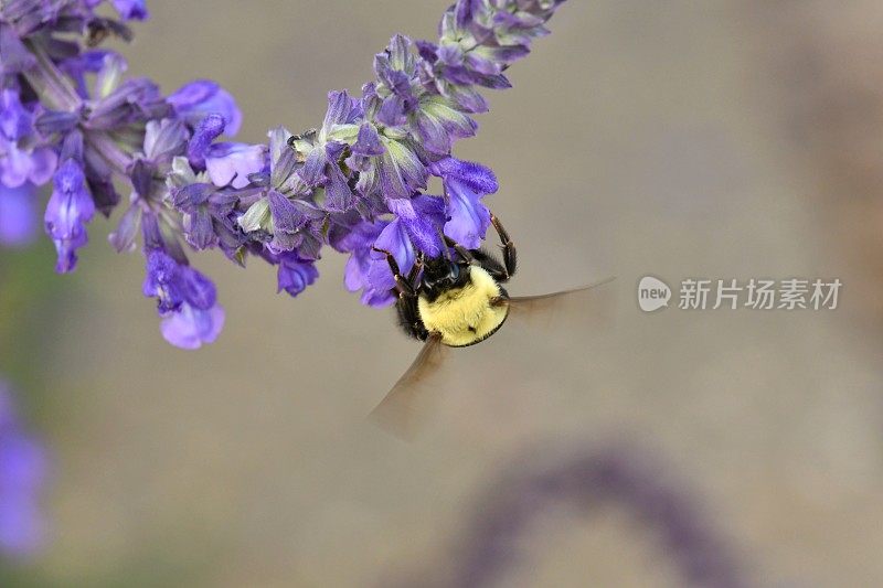 大黄蜂