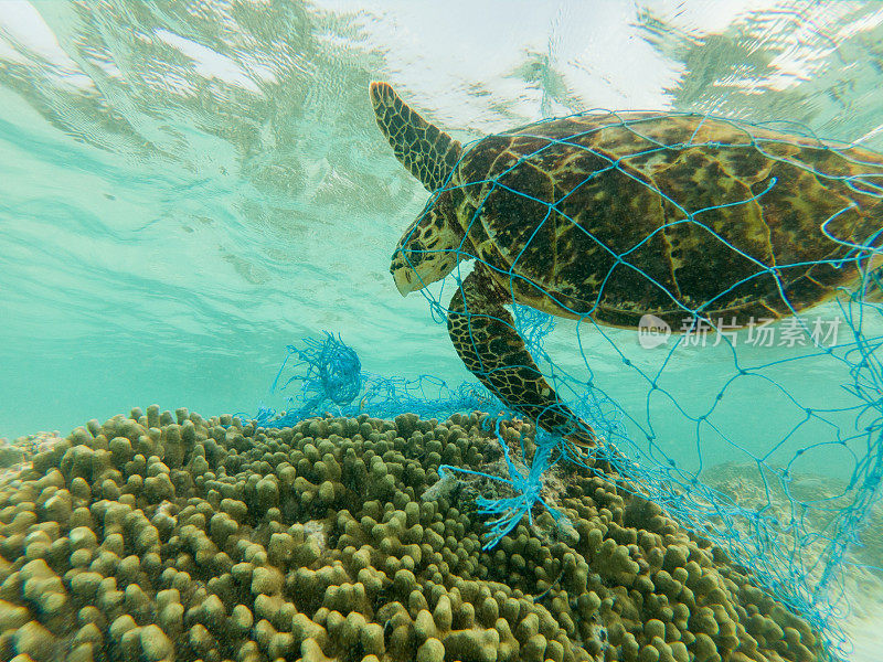 绿海龟和废弃的渔网