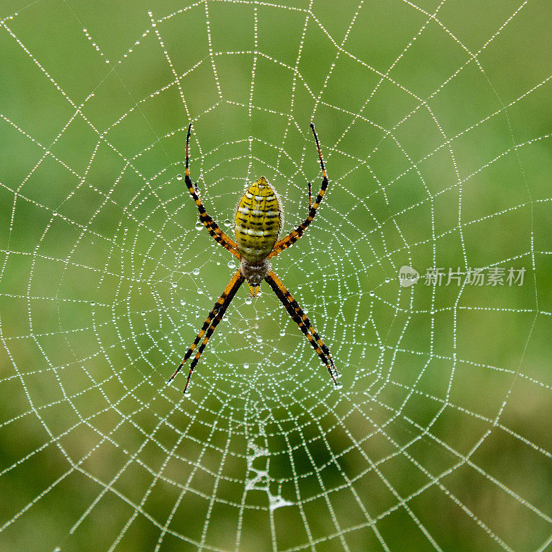 露珠网上的蜘蛛