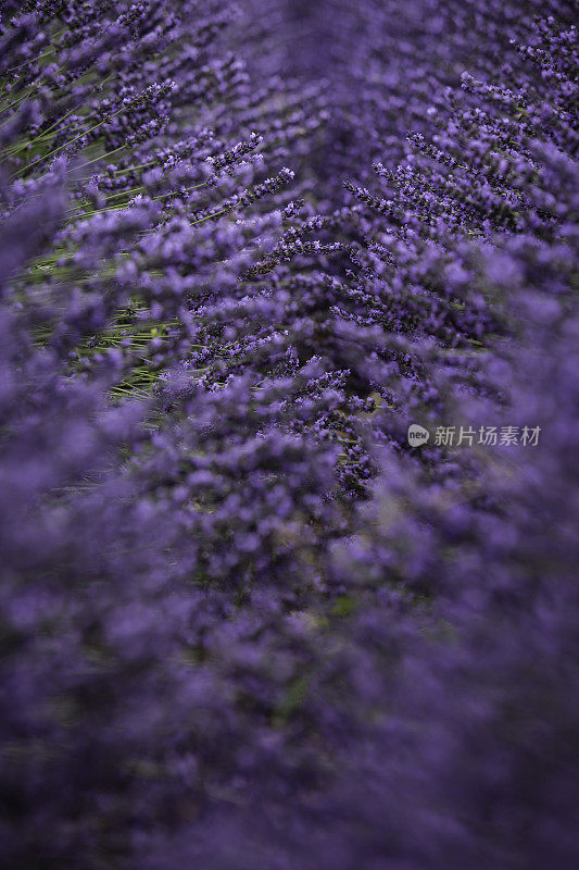 薰衣草花田