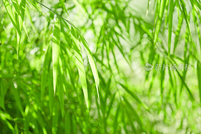绿竹丛林的自然背景