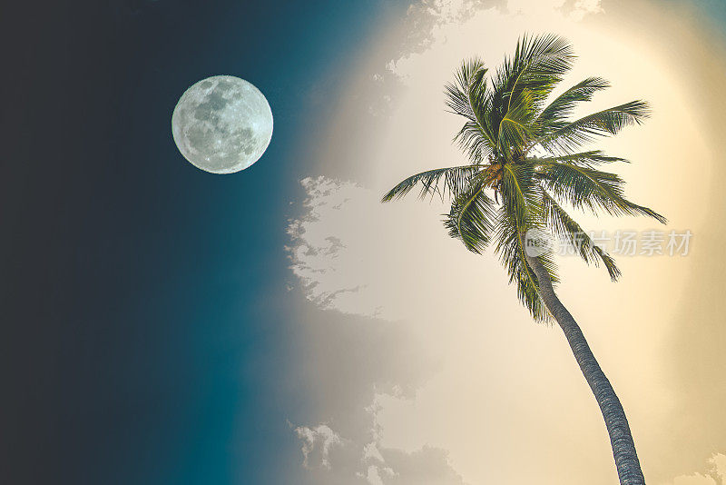 太阳，月亮和椰子树