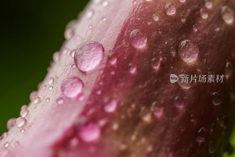 雨滴落在粉红色的花朵上